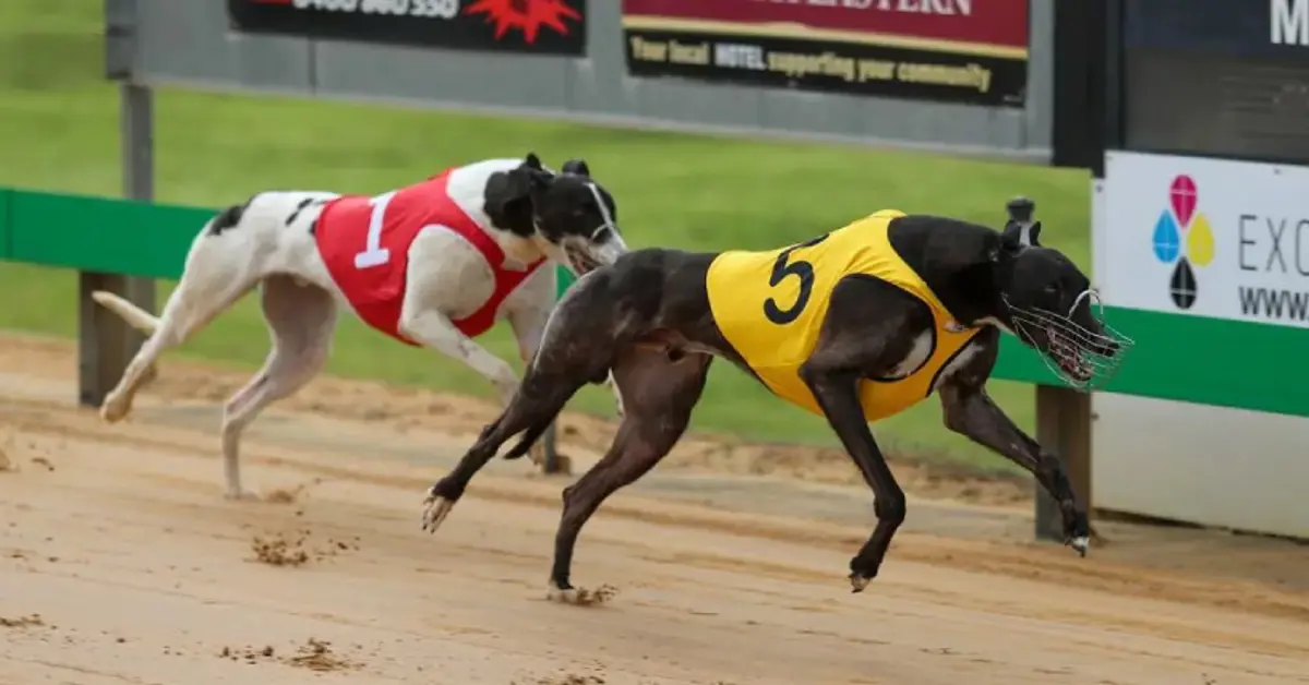Scotland greyhound racing ban