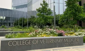 Cornell Begins Racehorse Safety Study