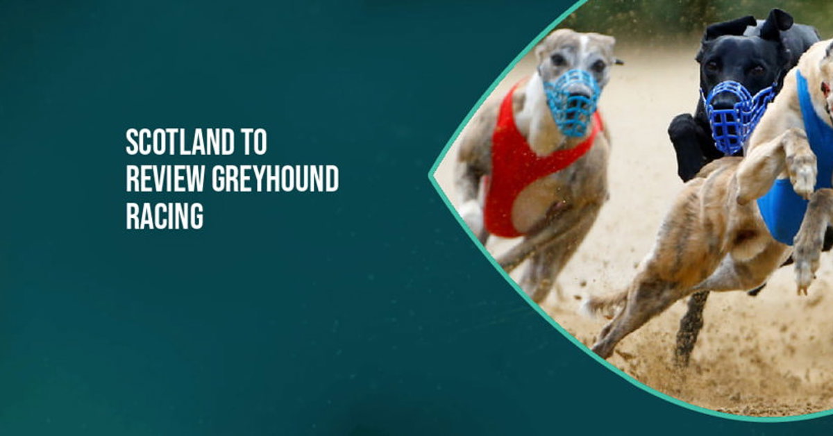 Scotland to review greyhound racing