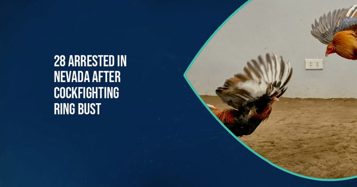 28 Individuals Arrested in Nevada Cockfighting Ring Crackdown