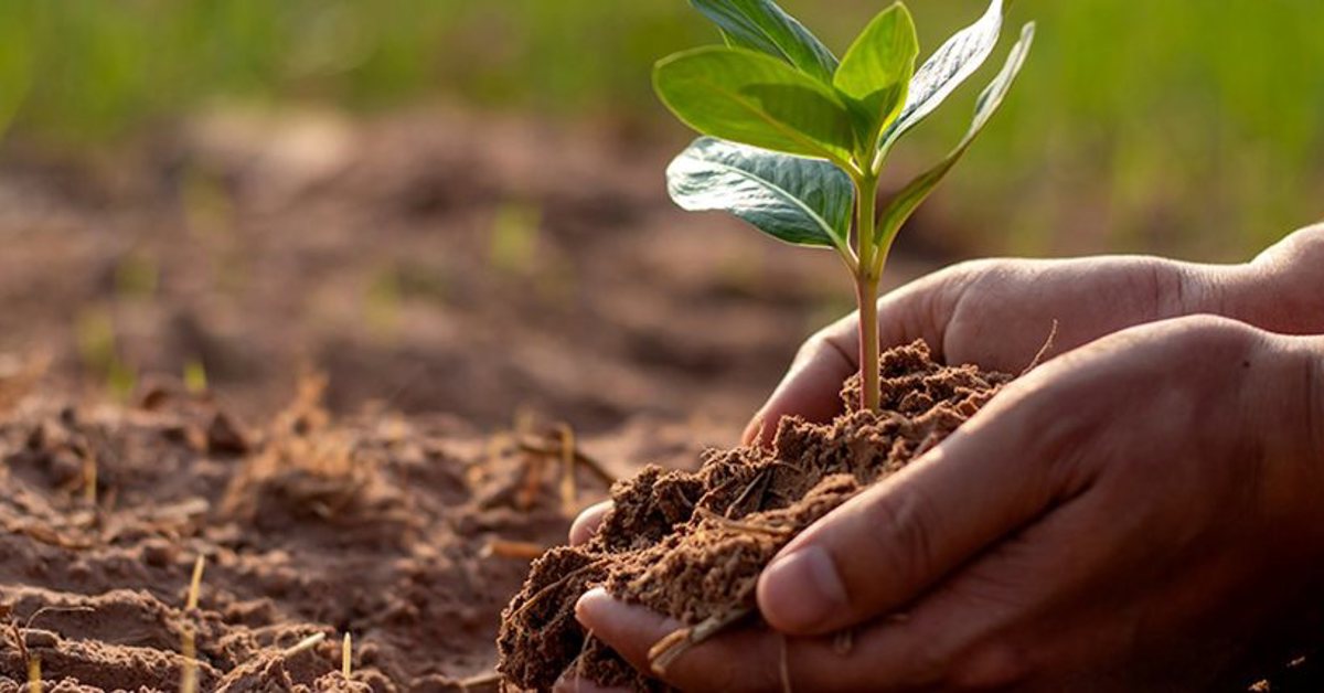 MERKUR UK 360 Program funds the planting of 25,000 trees