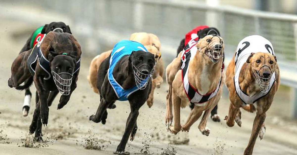 Greyhound Racing Cruelty in Australia