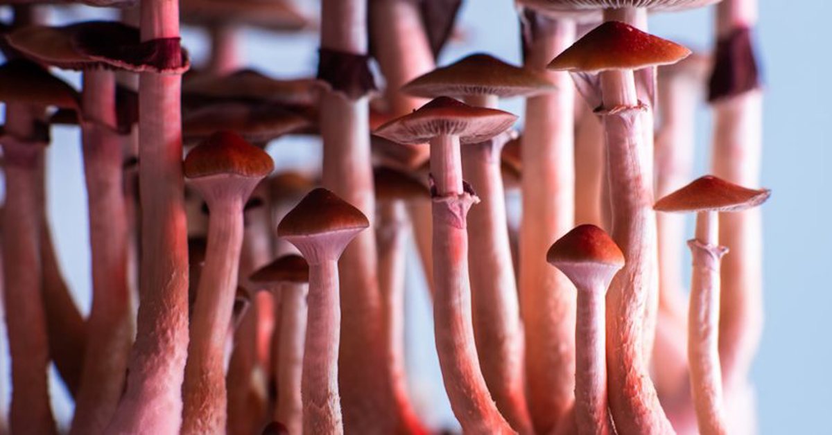 Magic Mushrooms Clinical Trial