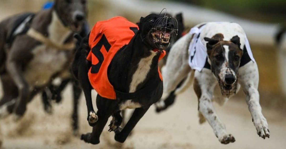 Greyhound racing gambling regulation concerns