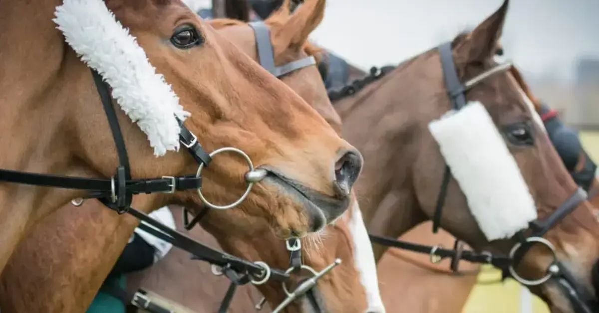 BGC Grand National Charity