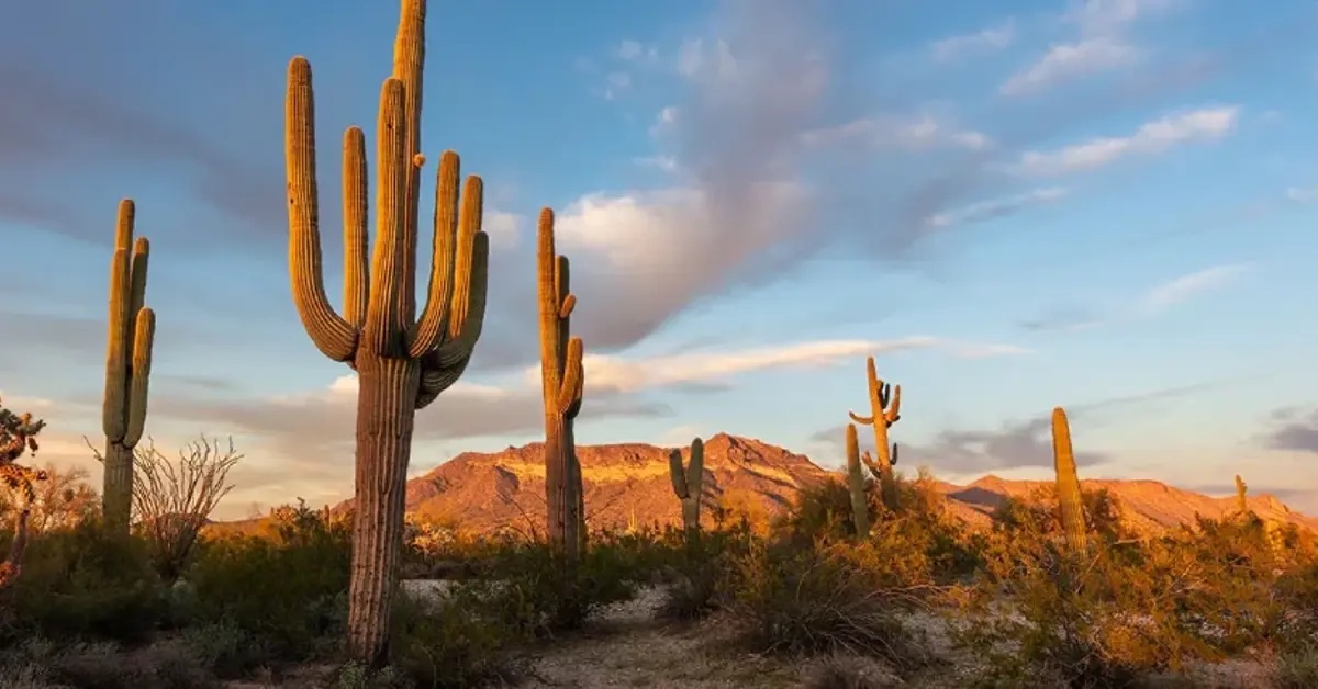 SaharaBets exits Arizona