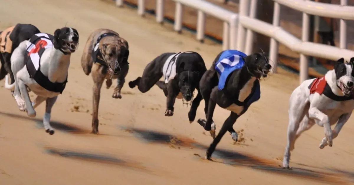 New Zealand sets timeline to end greyhound racing