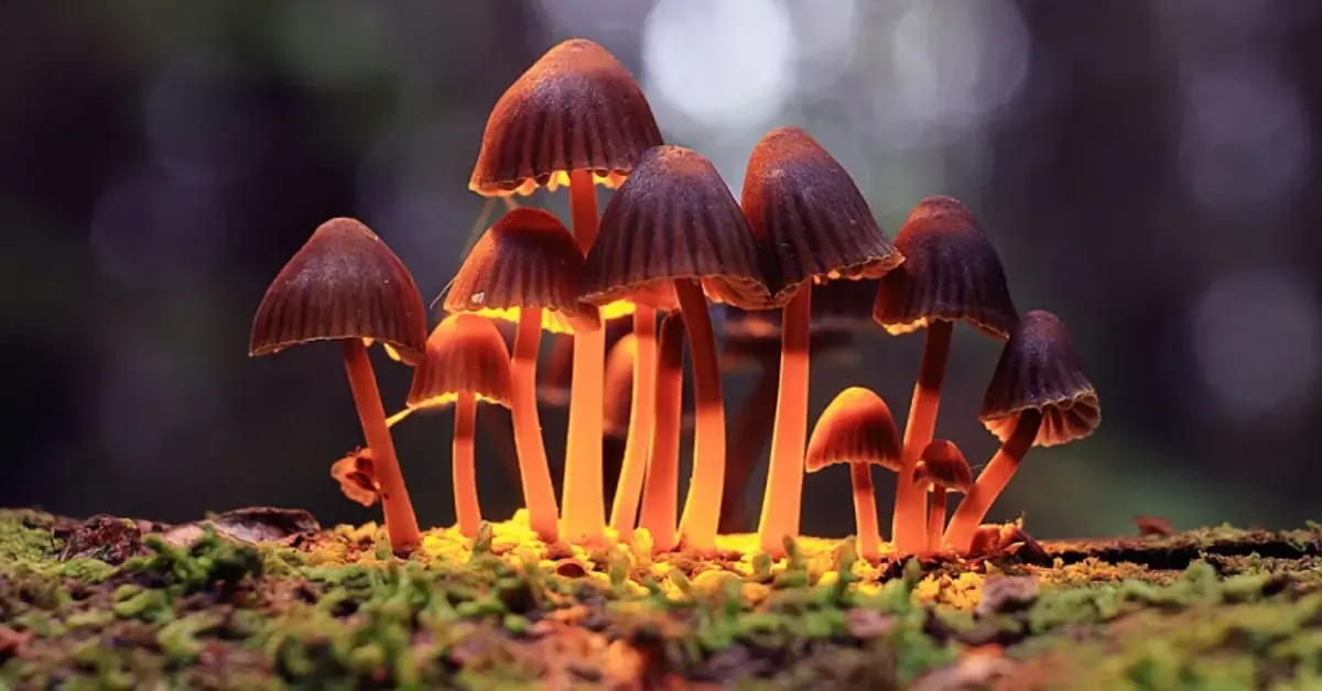 Study to test treating gambling addiction with psilocybin