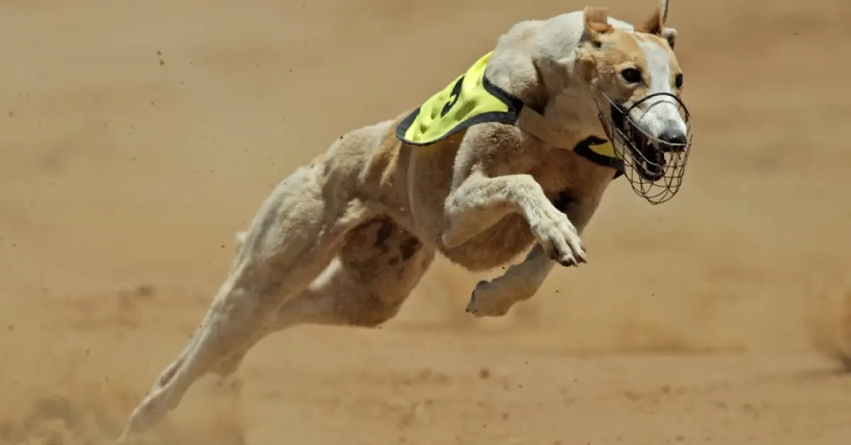Wales moves to ban greyhound racing after public consultation