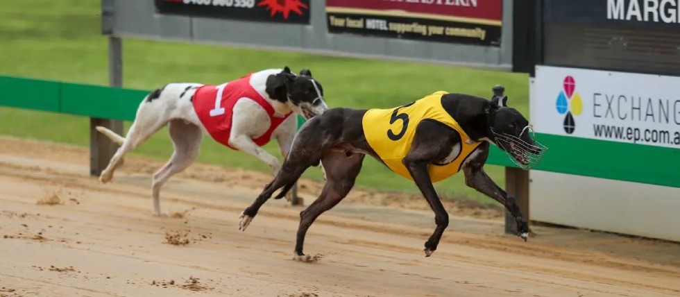 ND greyhound racing bill