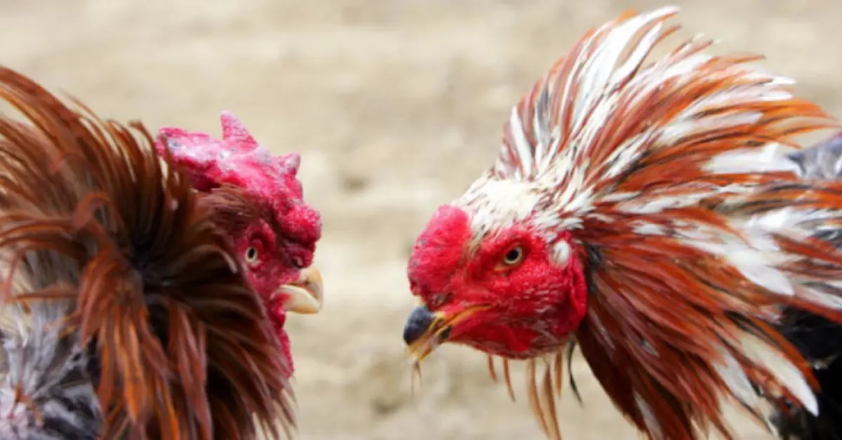 Chiapas temporarily legalizes cockfighting