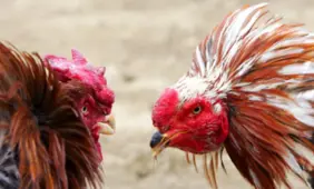 Chiapas temporarily legalizes cockfighting