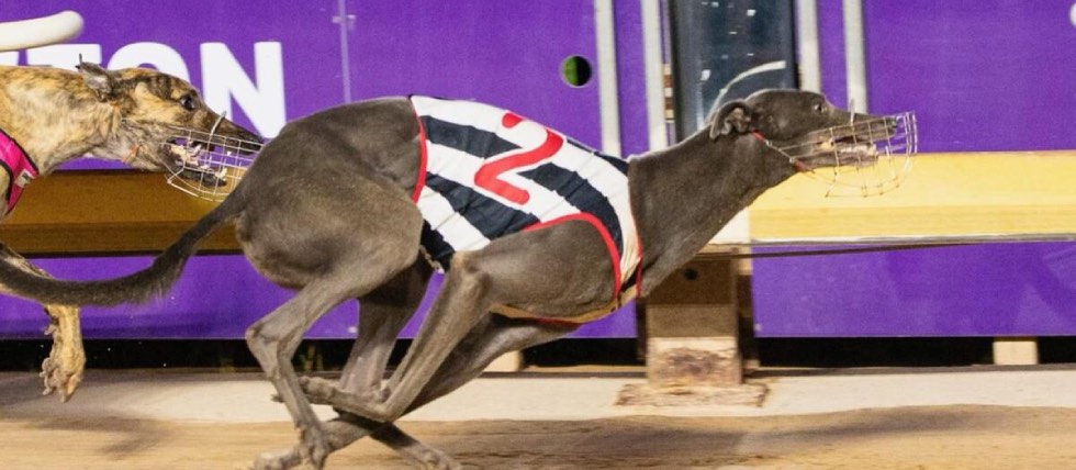 GBGB Wales greyhound racing