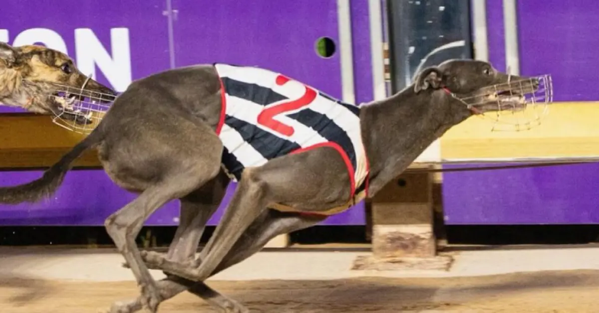 GBGB Wales greyhound racing