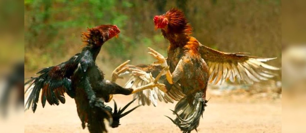 Cockfighting bust in Alabama