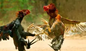 Cockfighting bust in Alabama